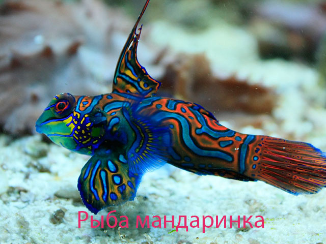 Смотреть Стихи про новый год для малышей видео Смотреть Стихи про новый год для малышей видео