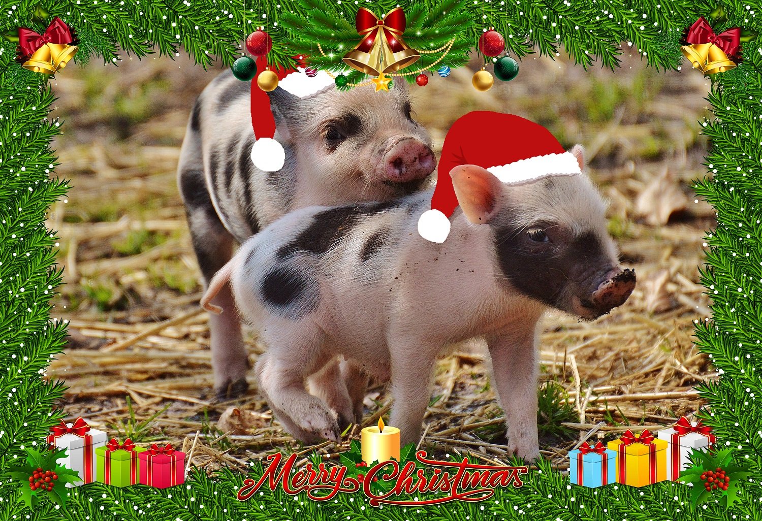 Видео Поздравление С Новогодней Свинкой