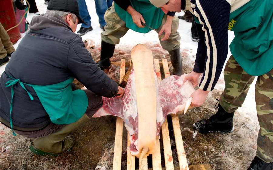 Соревнования по резке свиней в Закарпатье.