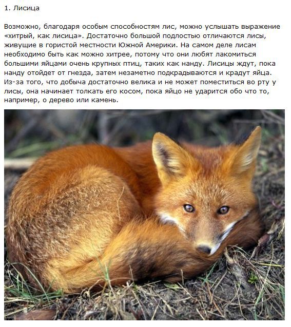 Самые хитрые животные