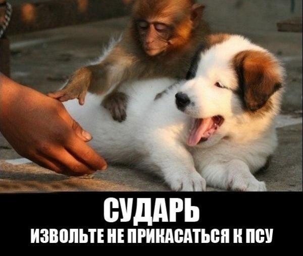 Приколы из мира животных