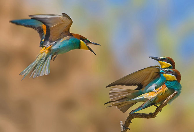 Птицы в объективе Яки Зандера