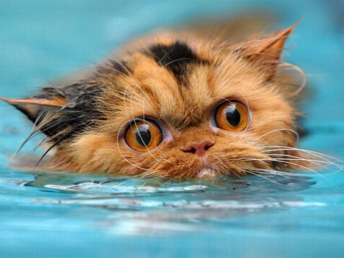 Кошки в воде, смешные фото