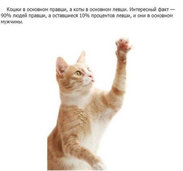 Интересные факты в картинках про кошек и котят