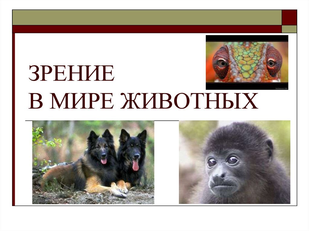 Кто из животных видит цветное изображение