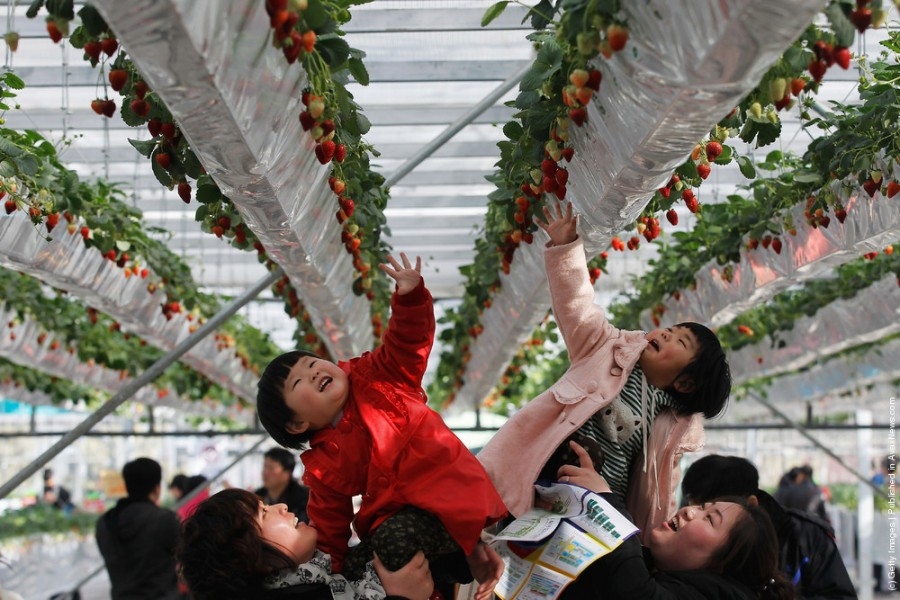 Выставка зимней клубники в Китае.
