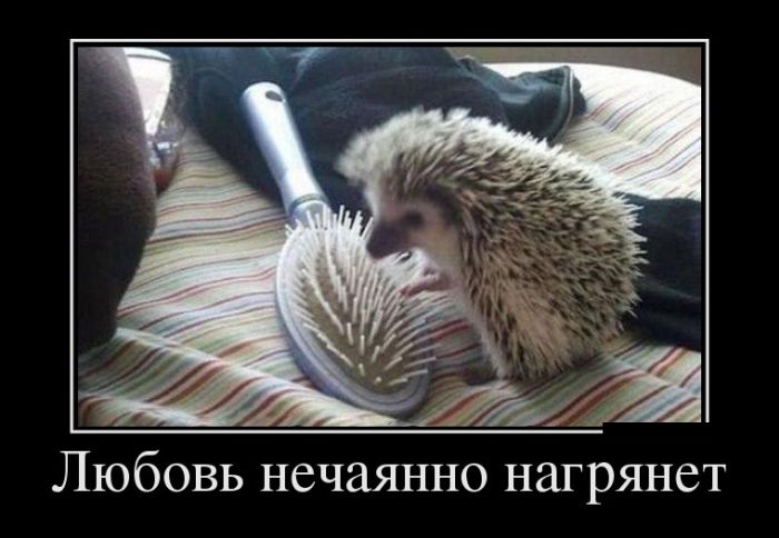 Прикольные демотиваторы и самые новые.
