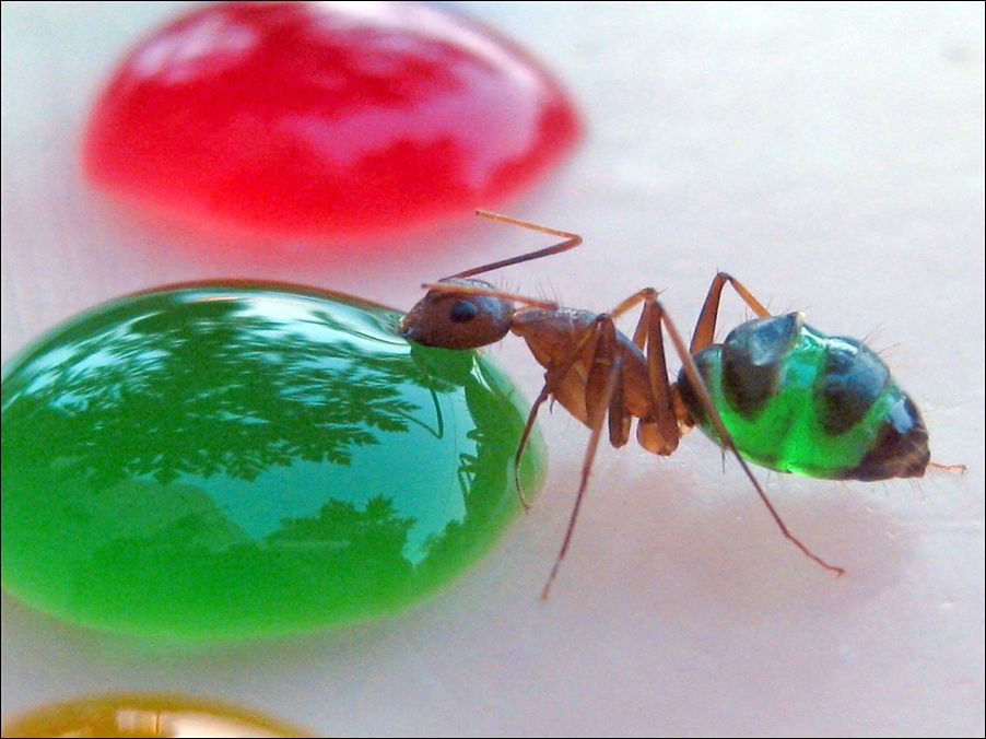 Сказочные муравьи