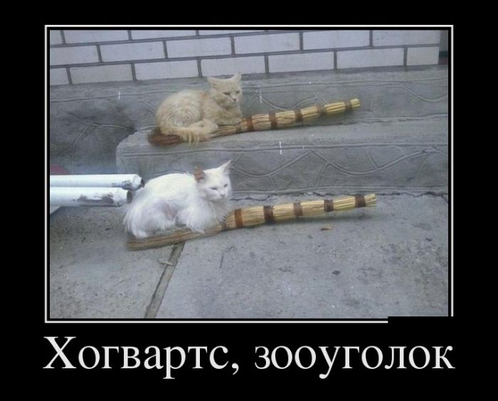 Демотиваторы бывают разные, у нас они только прикольные.
