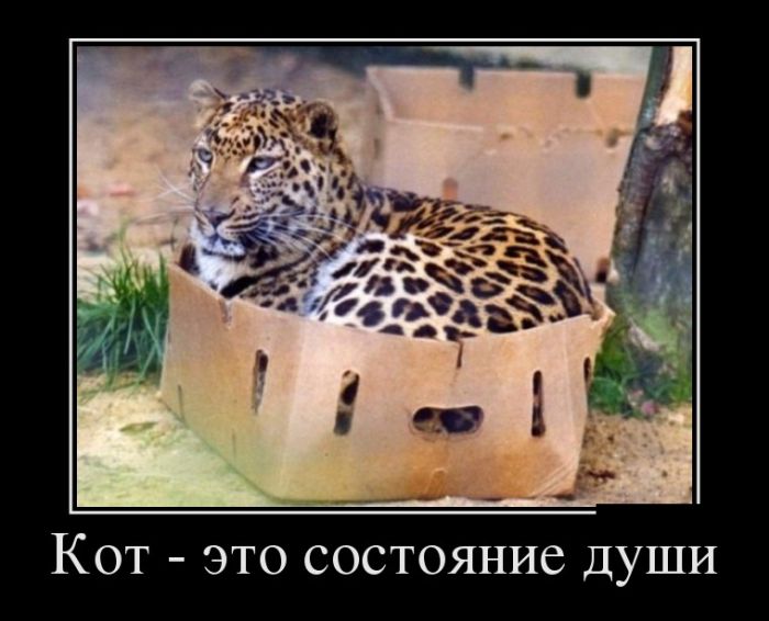 Прикольные демотиваторы, мимо не пройдешь.