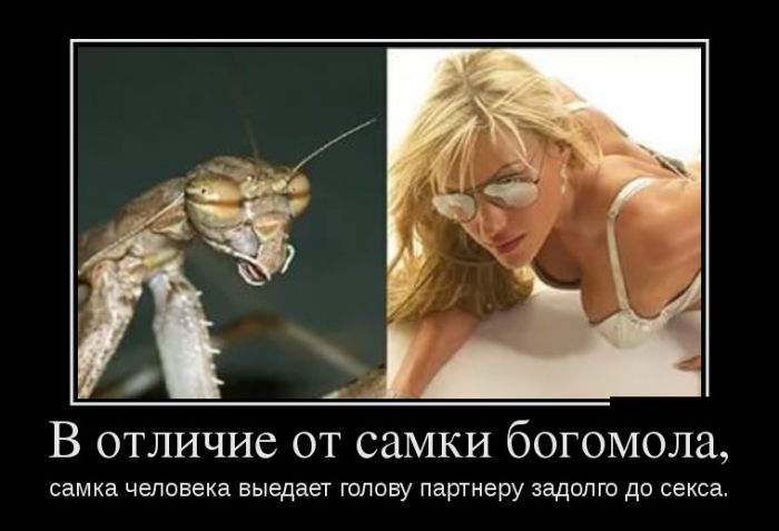 Демотиваторы, приколы хоть отбавляй.