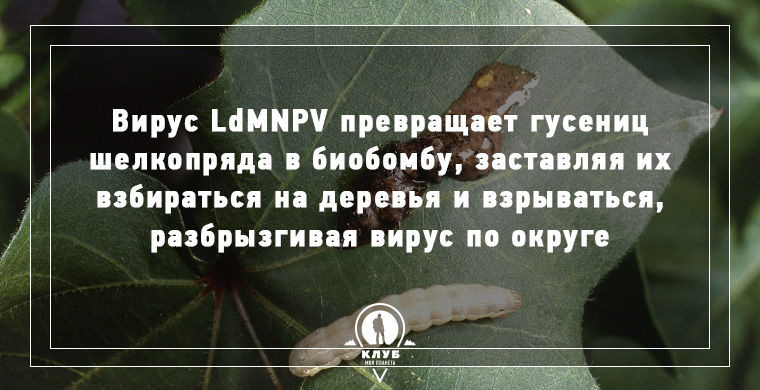 Интересное о зомби в нашем мире.