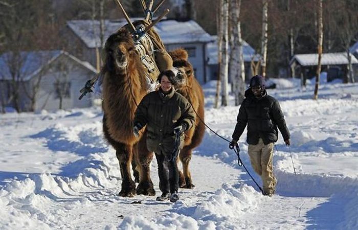 Верблюды в снежной Норвегии