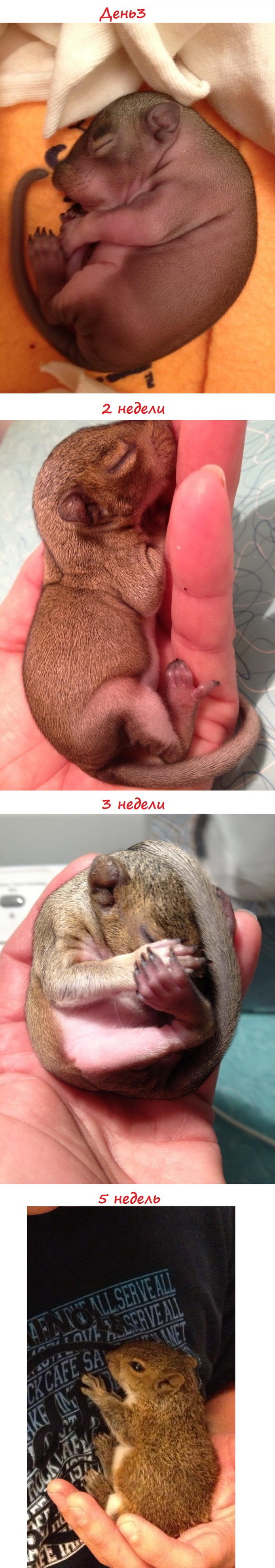 Что за неизвестный зверь на фото