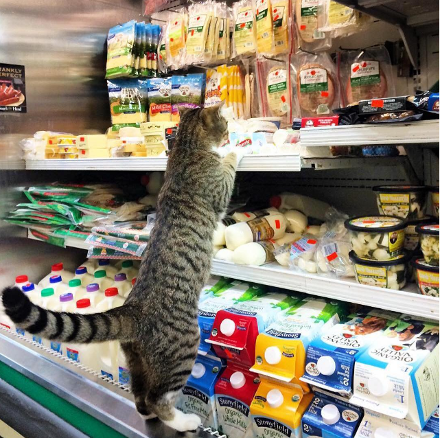 Котики в магазинах