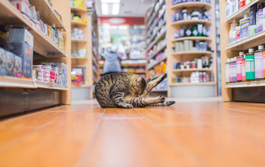 Котики в магазинах