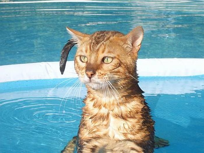 Кошки в воде, смешные фото