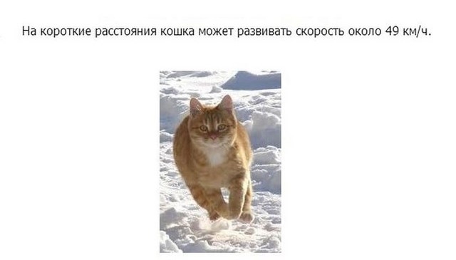 Интересное про котэ в картинках