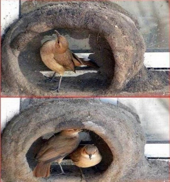 Птички строят гнездо фото