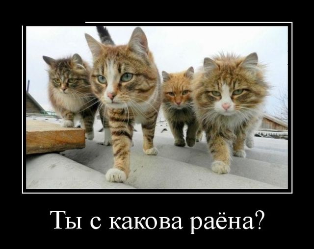 И снова демотиваторы.