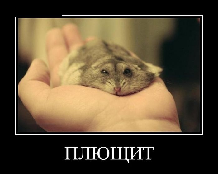 Демотиваторы, лучшие за день.