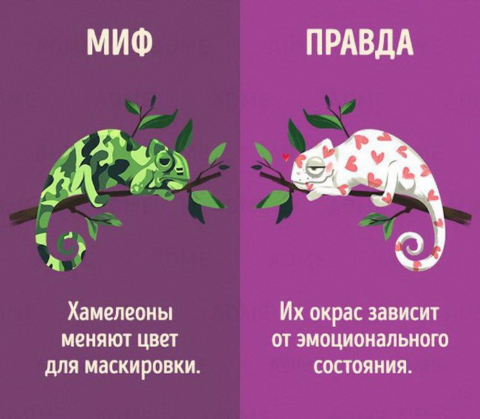 Миф и правда в картинках