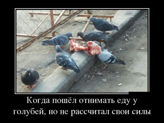 Демотиваторы дня, прикольные картинки и фразы.