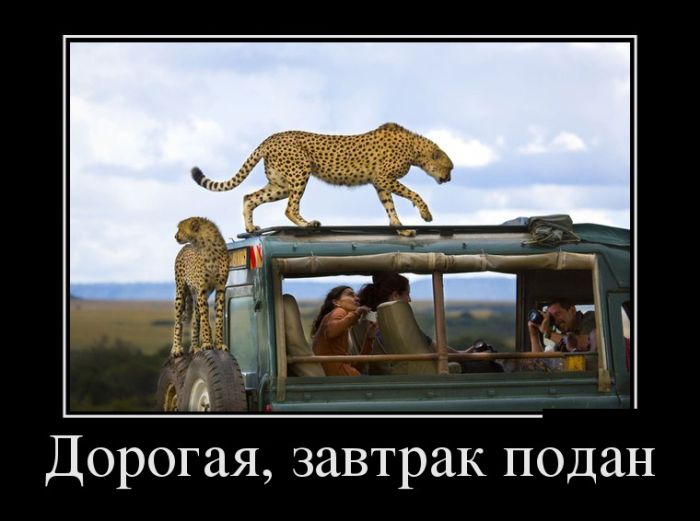 Шутки шутками, а демотиваторы то прикольные.