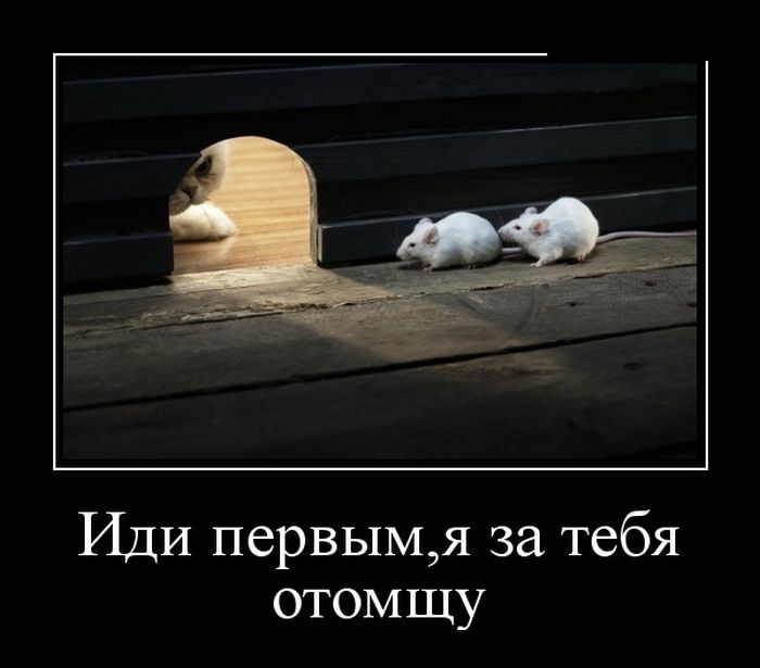 Новые приколы в демотиваторах, фразы и картинки.