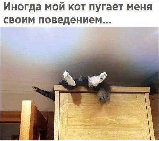 Подборка,  картинки прикольные, действуют не долго.
