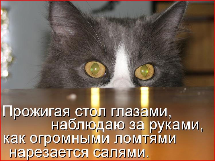 Кото приколы