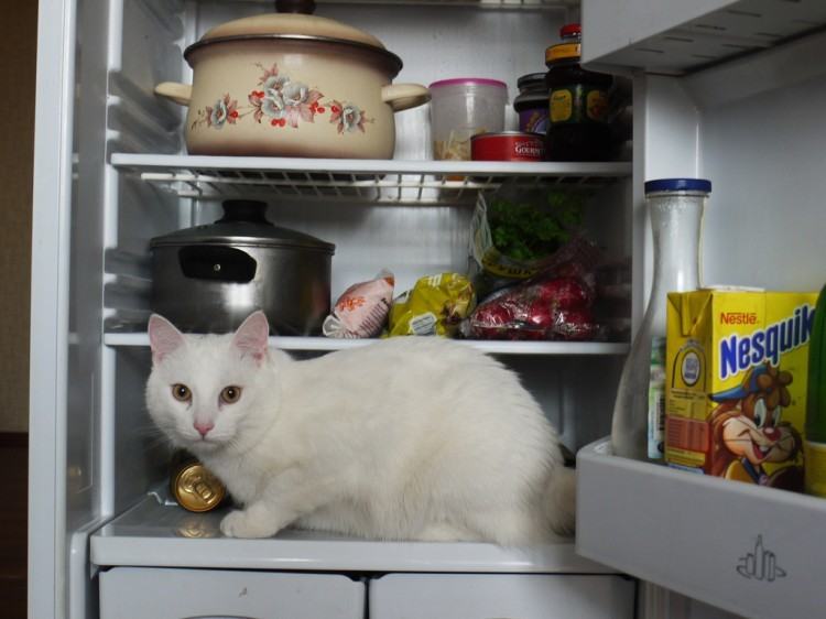 Коты и кошки в холодильниках
