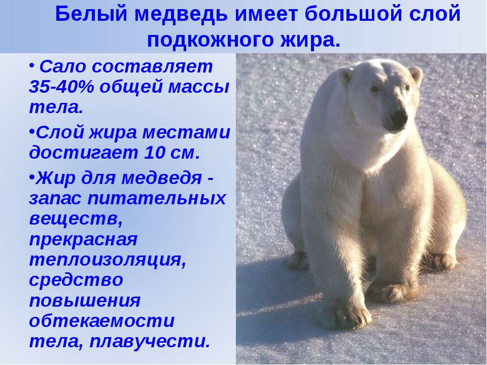 Интересное про белых медведей
