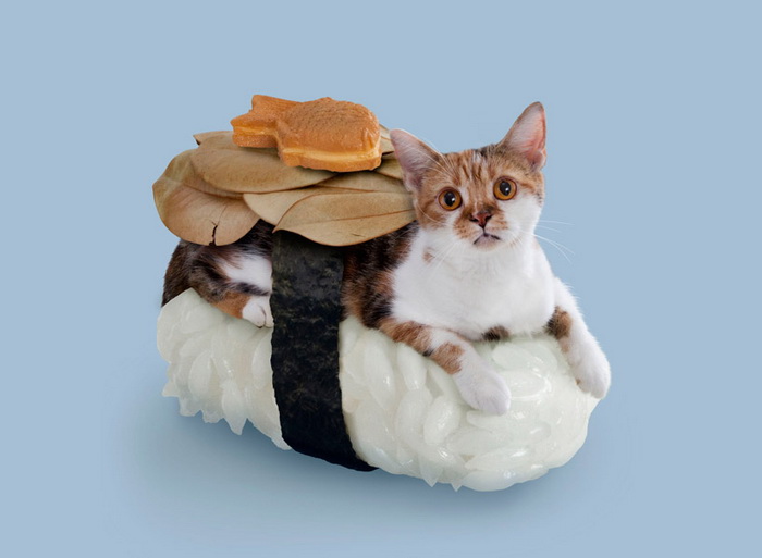 Котосуши