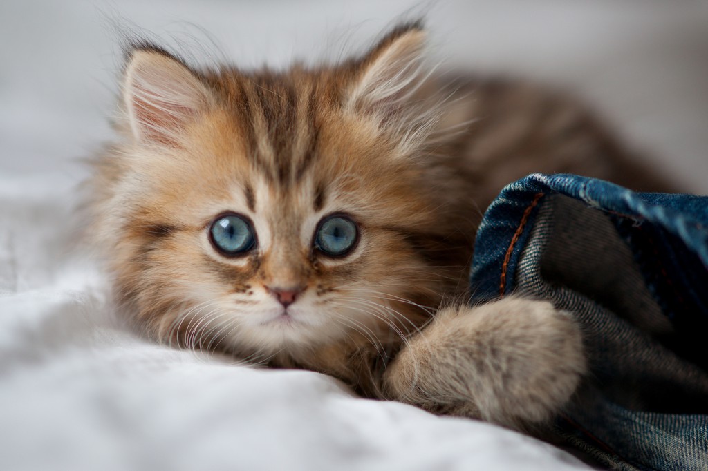 Красивые фотографии кошек и котят