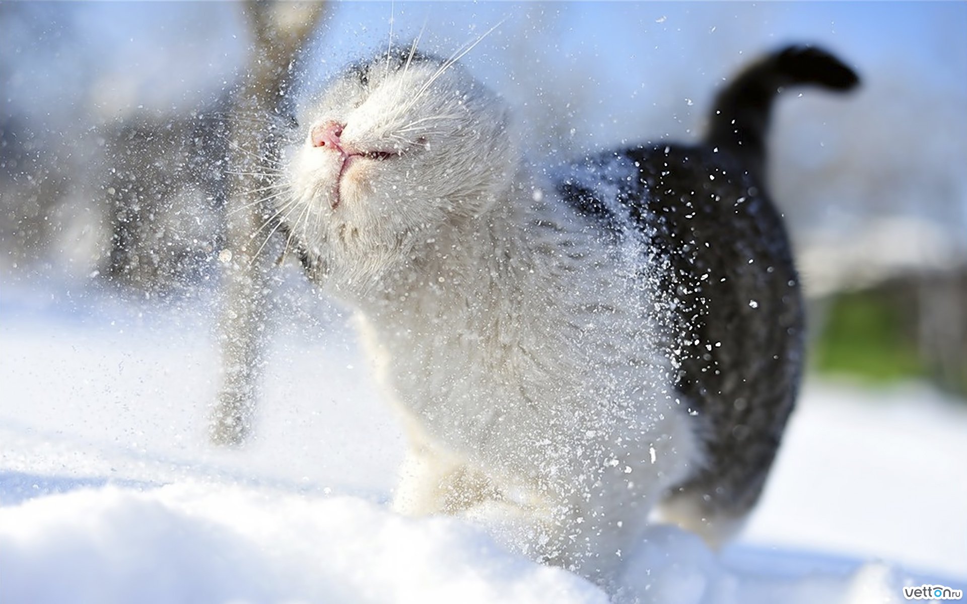 Зимние коты