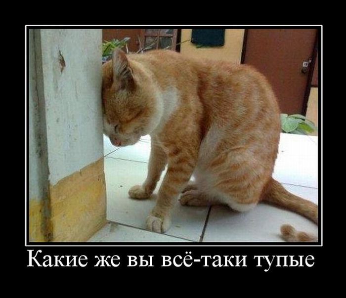Прикольные демотиваторы и все у нас будет.