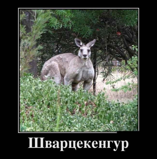 Прикольные демотиваторы, новые.