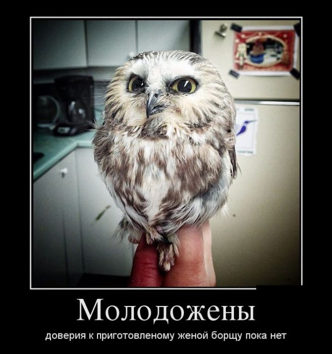 Приколы и цитаты в демотиваторах.