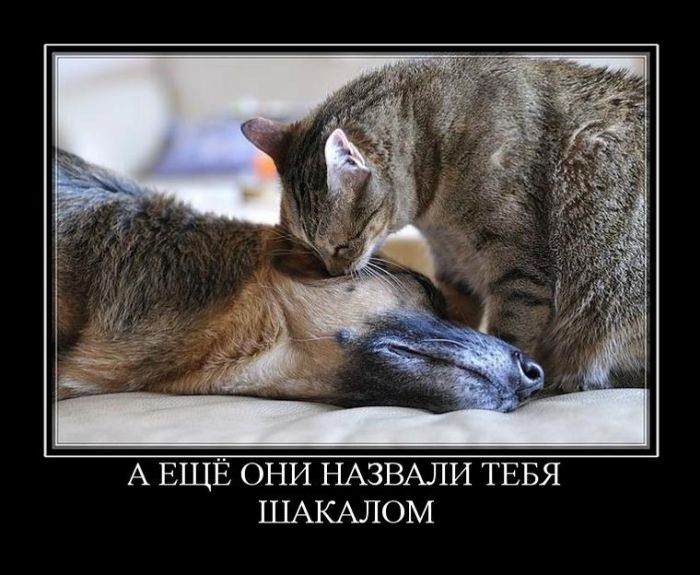 Демотиваторы. надеюсь не последние.