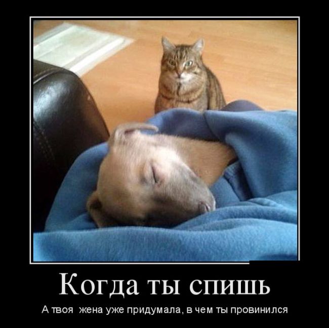 Веселые демотиваторы, столько в мире смешного.