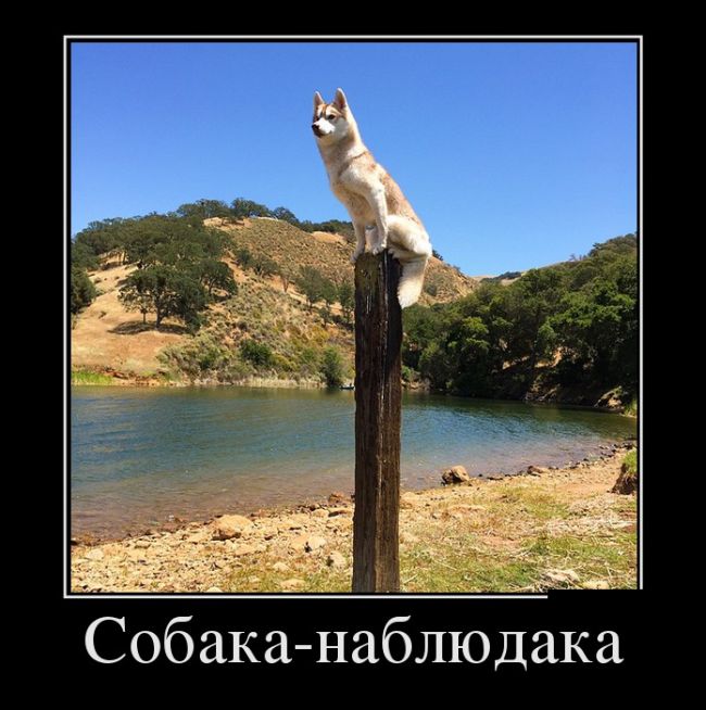 Демотиваторые новье.