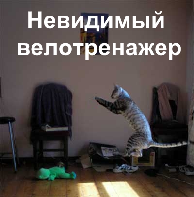 Кошки и невидимые предметы
