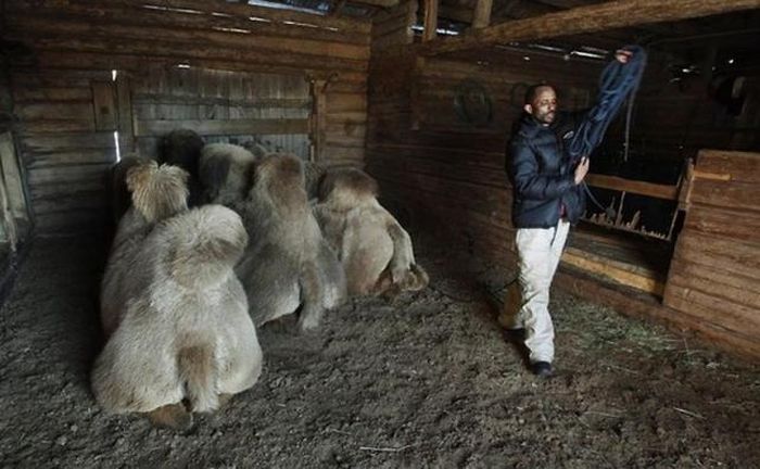 Верблюды в снежной Норвегии