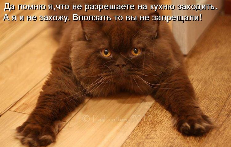 Кото приколы