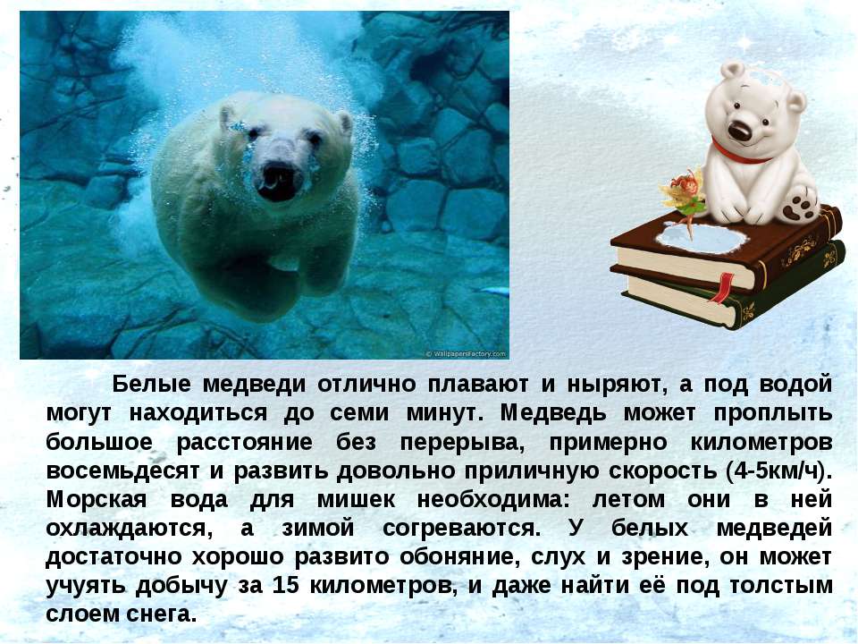 Интересное про белых медведей