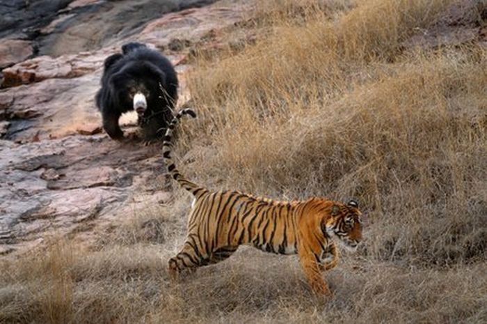 Битва медведицы и тигрицы
