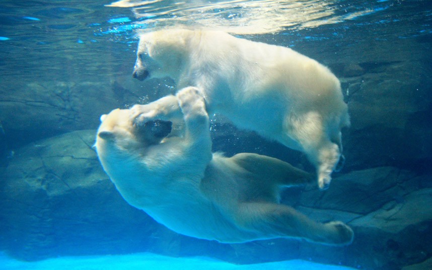 Животные в воде и под водой