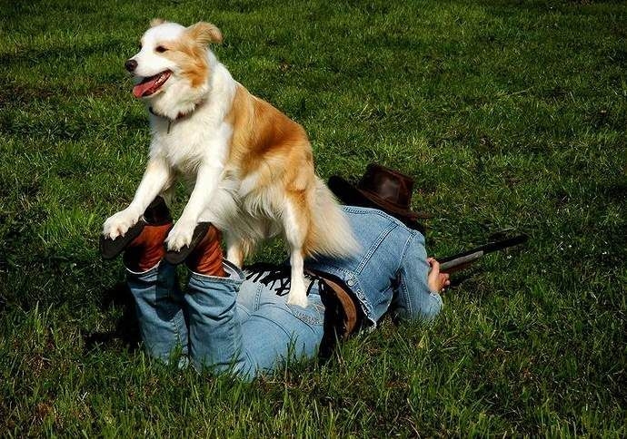 Приколы с животными, кошек почти нет