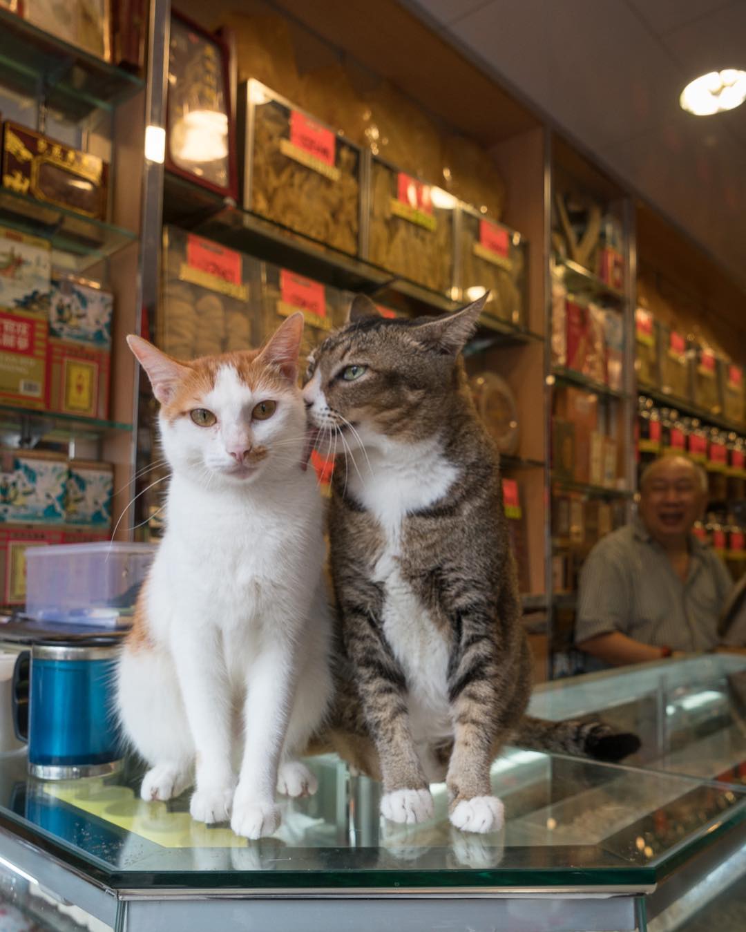 Котики в магазинах